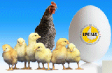 IPEMA (Indian poultry Equipment Manufacture's Association)