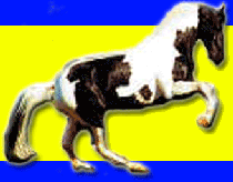 SALON DU CHEVAL DE MONS 2012, Horse, Pony and Donkey Fair